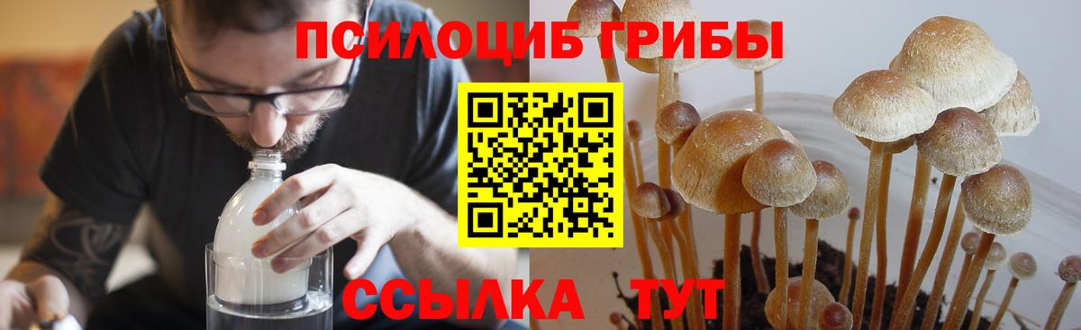 Псилоцибиновые грибы Psilocybe  Губкин 